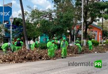 La marea verde de la CDMX en labores de limpieza y retiro de árboles (Foto: Jorge Huerta E.)