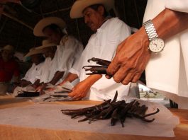 Vainilla de la región del totonacapan ha sufrido por el cambio climático (Foto: Jorge Huerta E.)